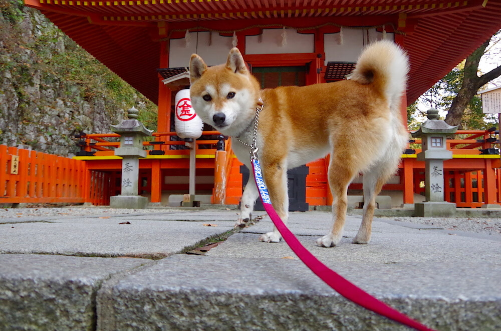 魔术对阵骑士，浓眉三双统治力，一己之力改写比赛定义